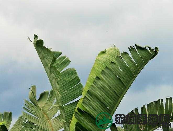 榴莲草莓芒果丝瓜秋葵香蕉：多样蔬果带来的独特味觉之旅